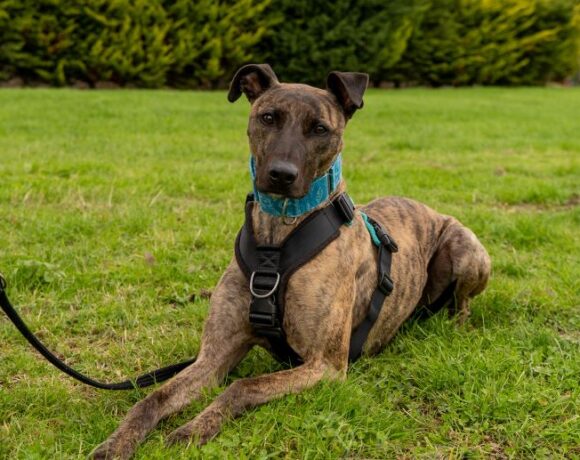 Badger – I have a family interested in me Badger – I have a family interested in me