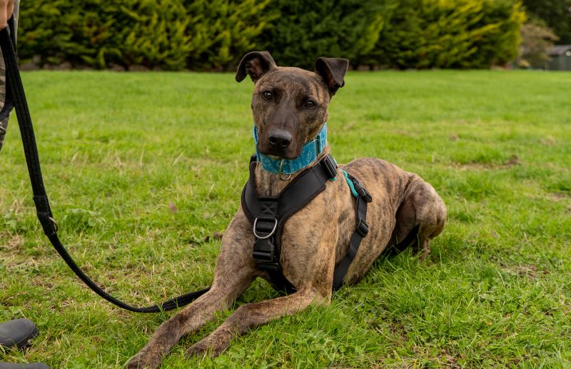 Badger – I have a family interested in me Badger – I have a family interested in me