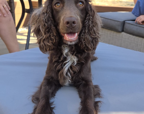 Bella Bella