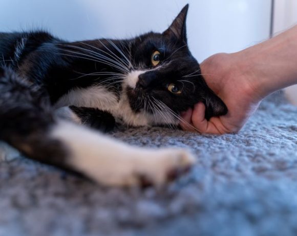 Domino – I’m reserved