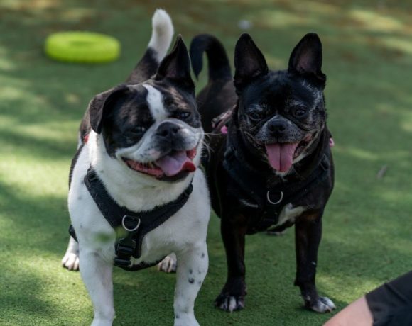Eddie and Nala – We have a family interested in us Eddie and Nala – We have a family interested in us