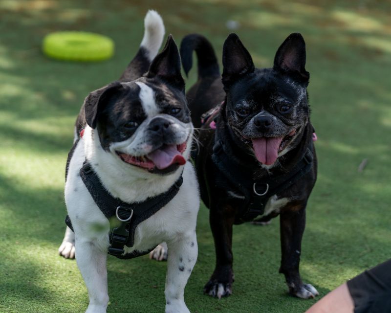 Eddie and Nala – We have a family interested in us Eddie and Nala – We have a family interested in us