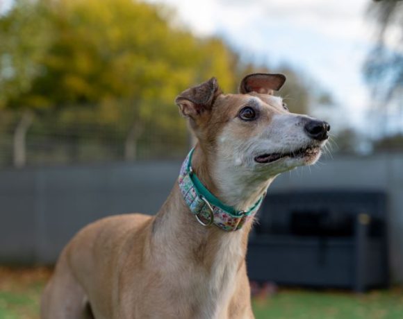 Grace – I have a family interested in me Grace – I have a family interested in me