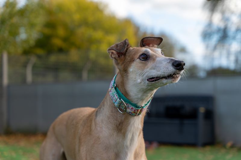 Grace – I have a family interested in me Grace – I have a family interested in me