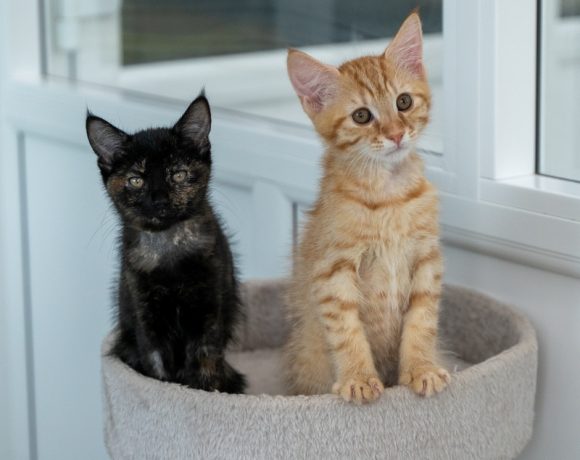 Harley and Suzuki
