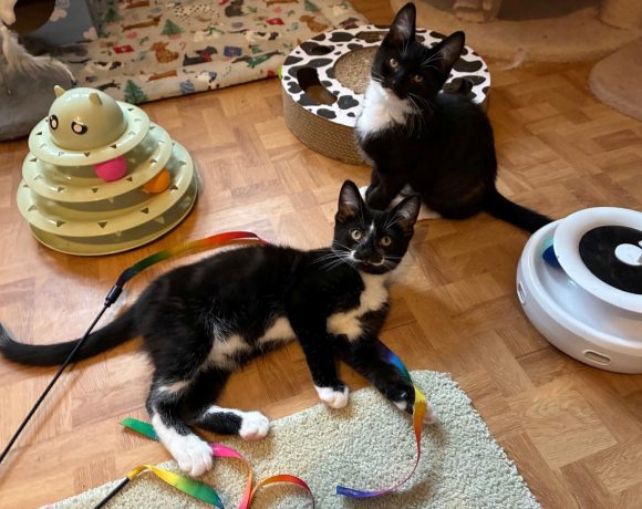 Messmer and Malenia – we have a family interested in us