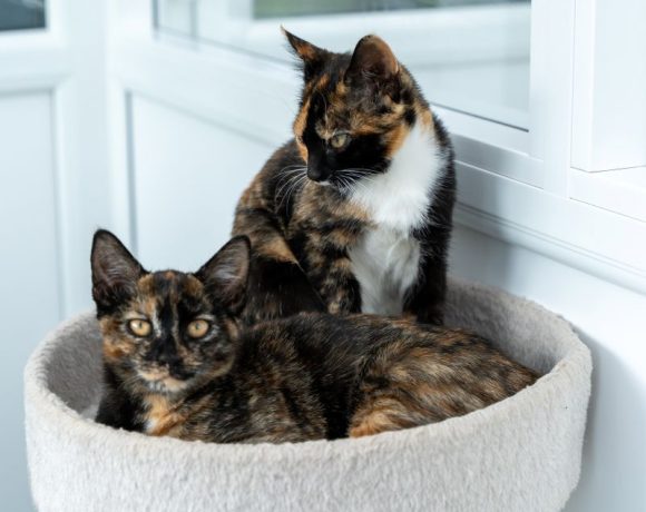 Twiggy and Mouse- We are reserved Twiggy and Mouse- We are reserved