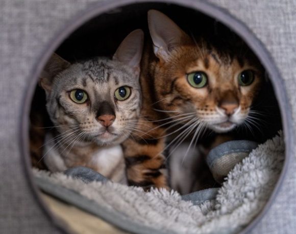 Nala and Beau – We are reserved Nala and Beau – We are reserved