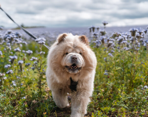 Shelby – I have a family interested in me