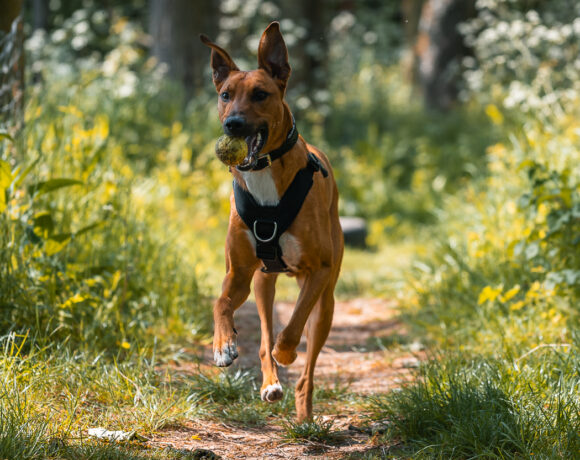 Reggie – I’m on foster and hoping to stay Reggie – I’m on foster and hoping to stay